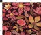Dark Botanical Fall Orange Pink Flowers Floral Garden Blooms Moody Romantic Bold Custom Printed Fabric by Spoonflower Various Fabrics by the Yard or Fat Quarter